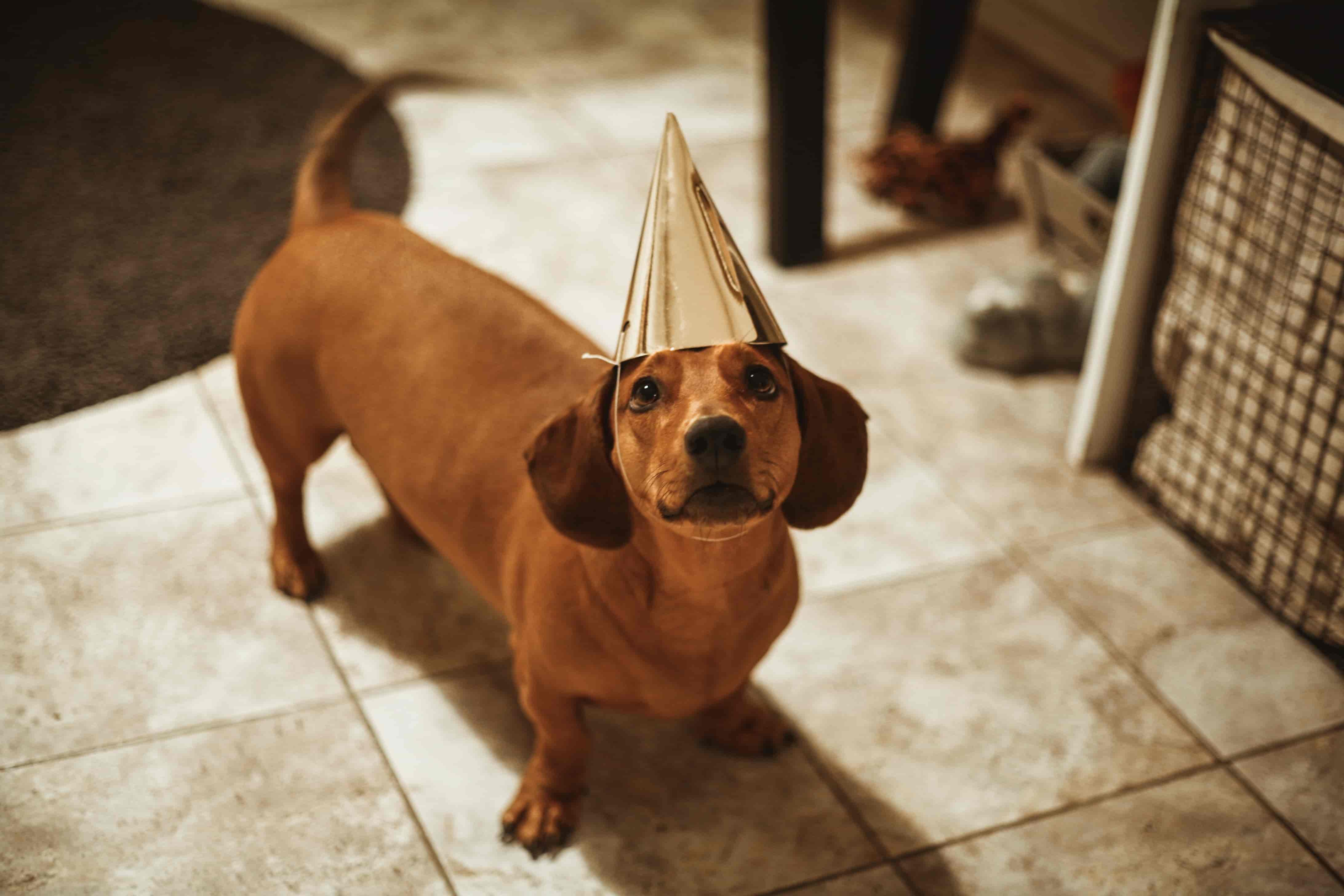 pet dog gift for birthday