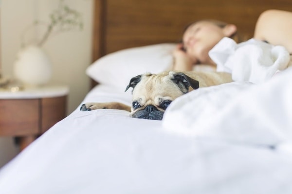 Night time routine and a dog sleeping on the bed