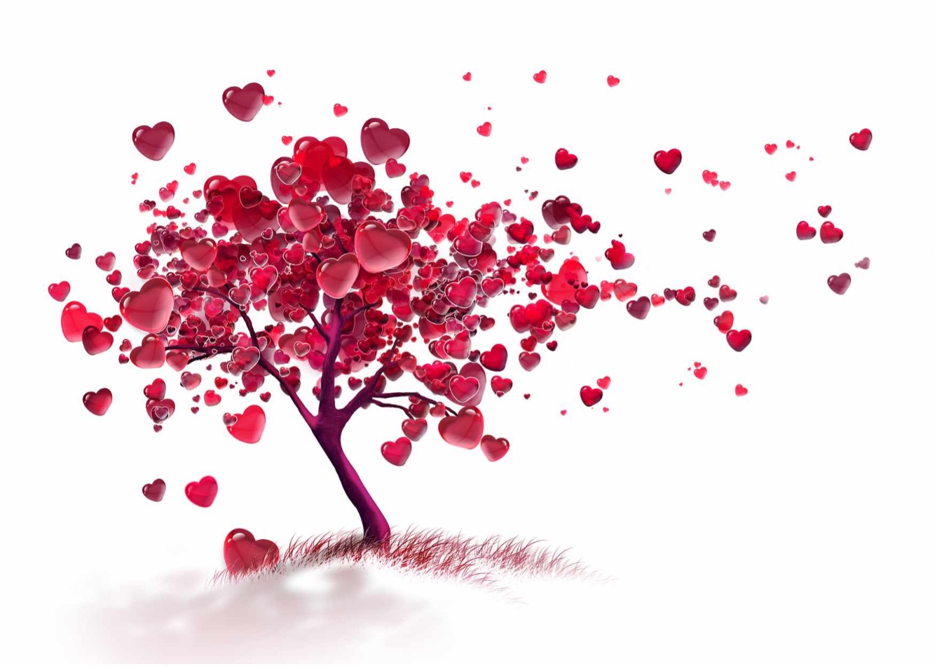 Valentines Day Gift Ideas- Plant